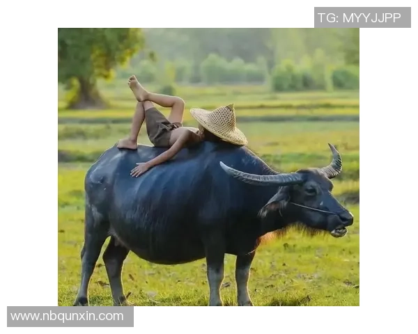 从放牛娃到绿茵场上的明星梦想成真之路 从放牛娃到绿茵场上的明星梦想成真之路